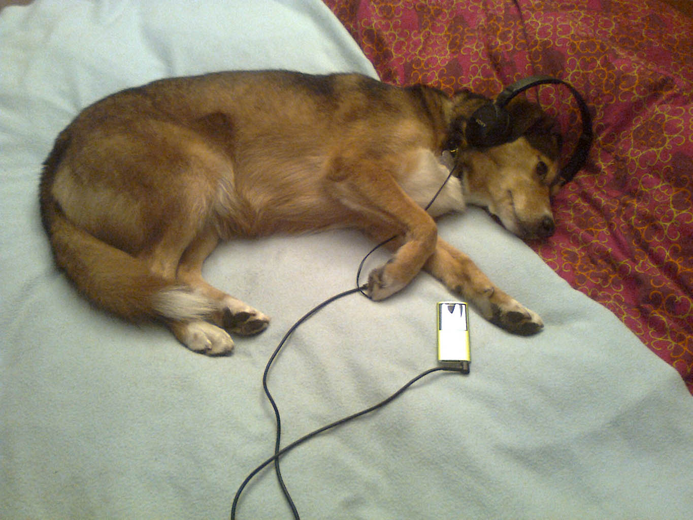 Penny_iPod.jpg